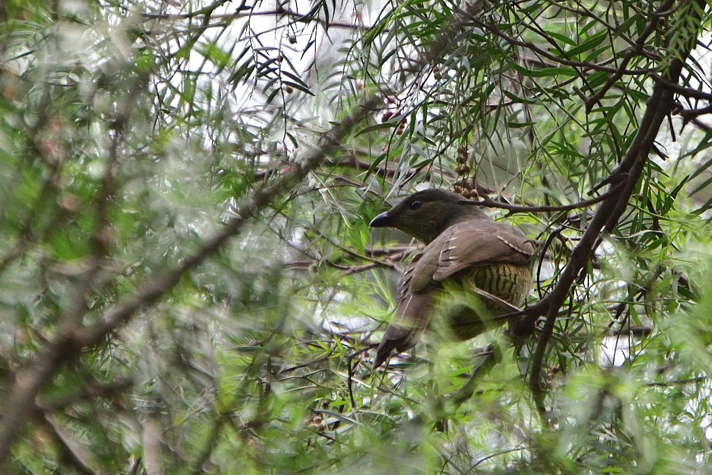 Satin Bowerbird - ML214041681