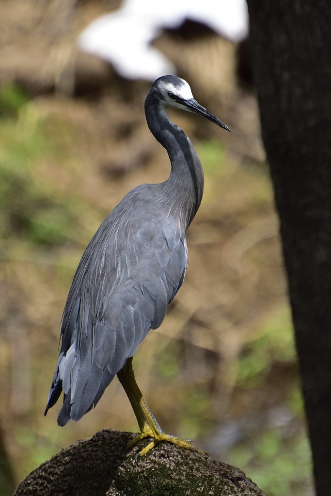 White-faced Heron - ML214041821
