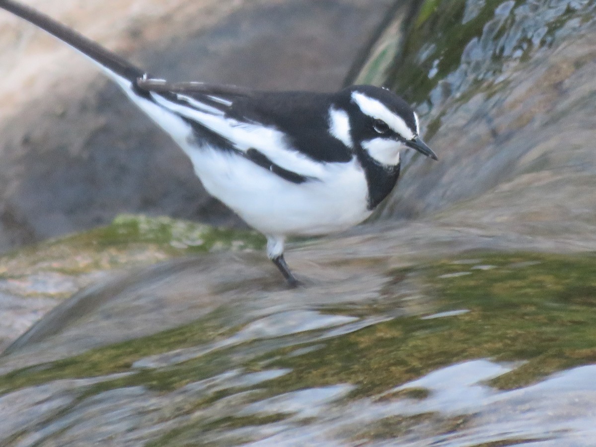 African Pied Wagtail - ML214042881
