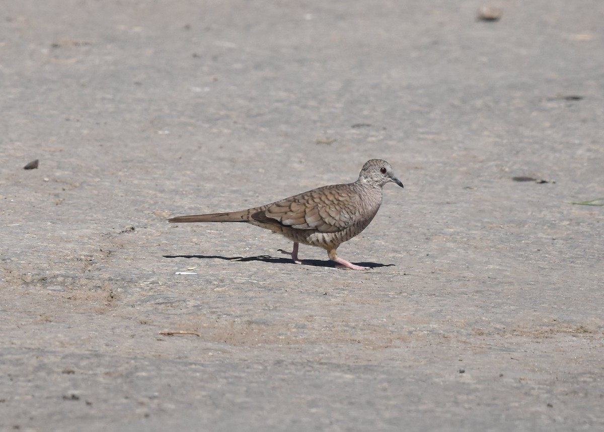 Inca Dove - ML214043151