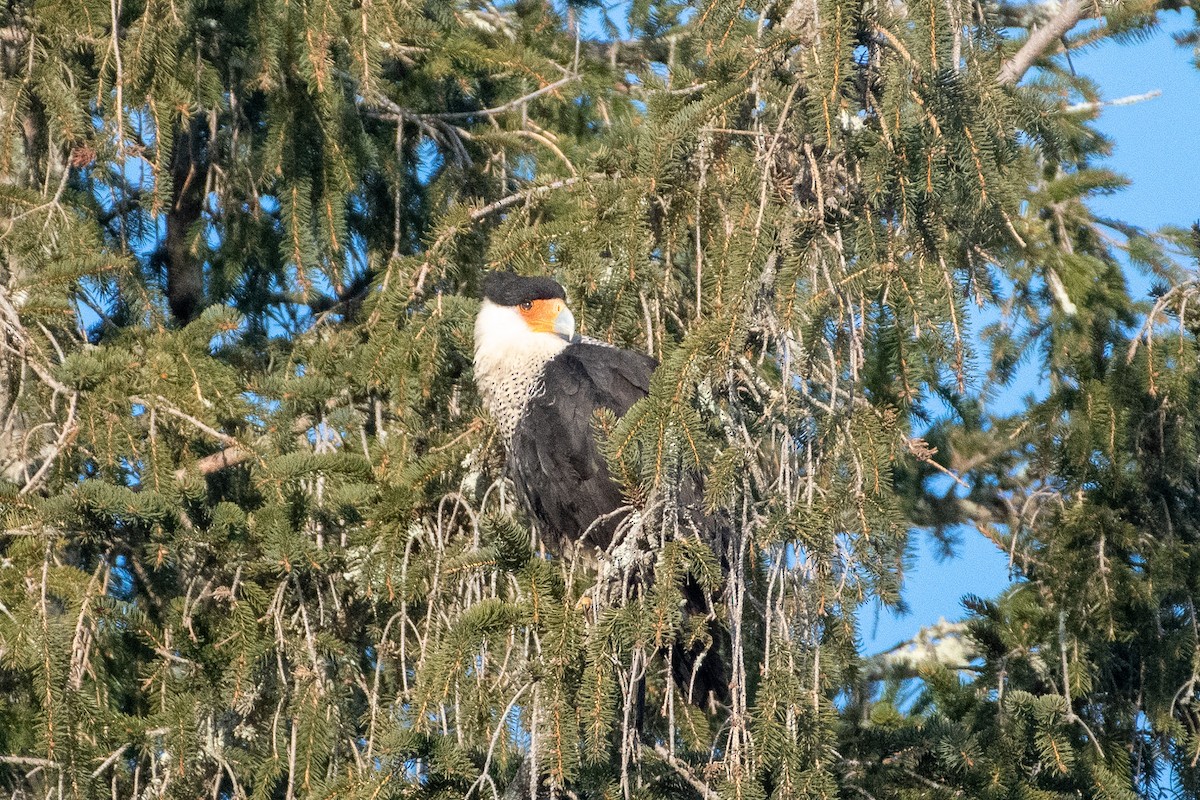 Crested Caracara (Northern) - ML214045111