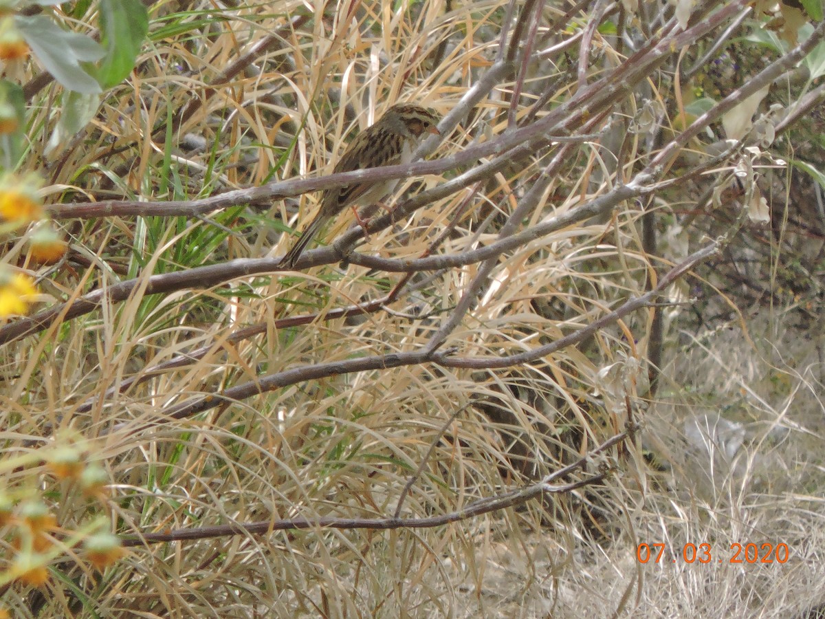 Clay-colored Sparrow - Alexsandre Gutiérrez