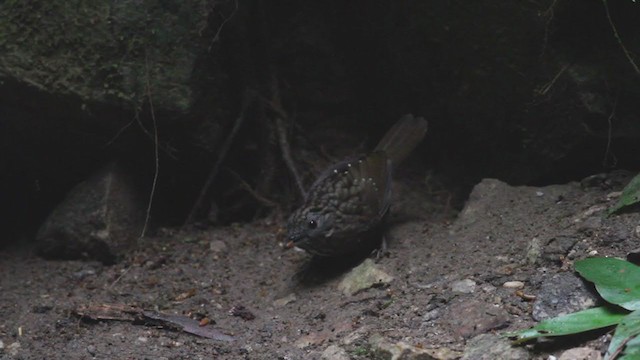 ノドフサザイチメドリ - ML214046101