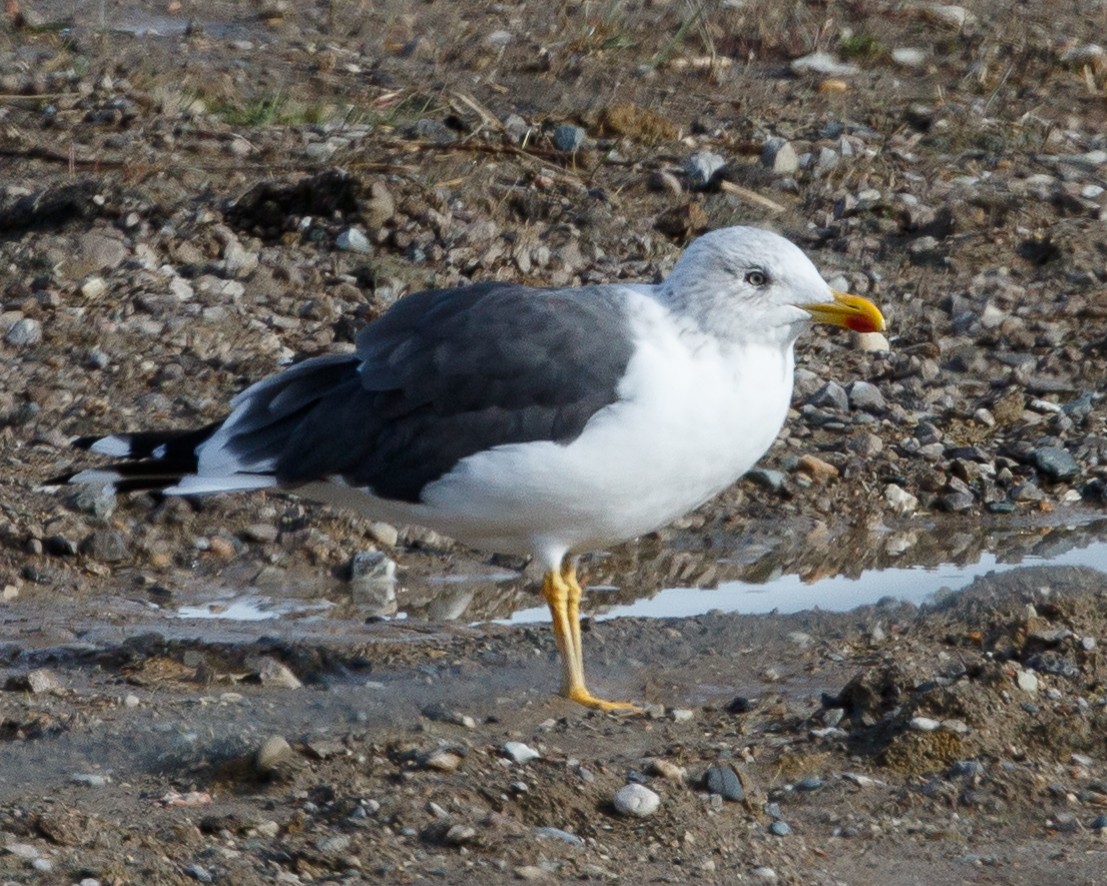 Zafferano - ML21404621