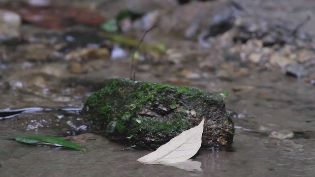 Slaty-backed Forktail - ML214046291