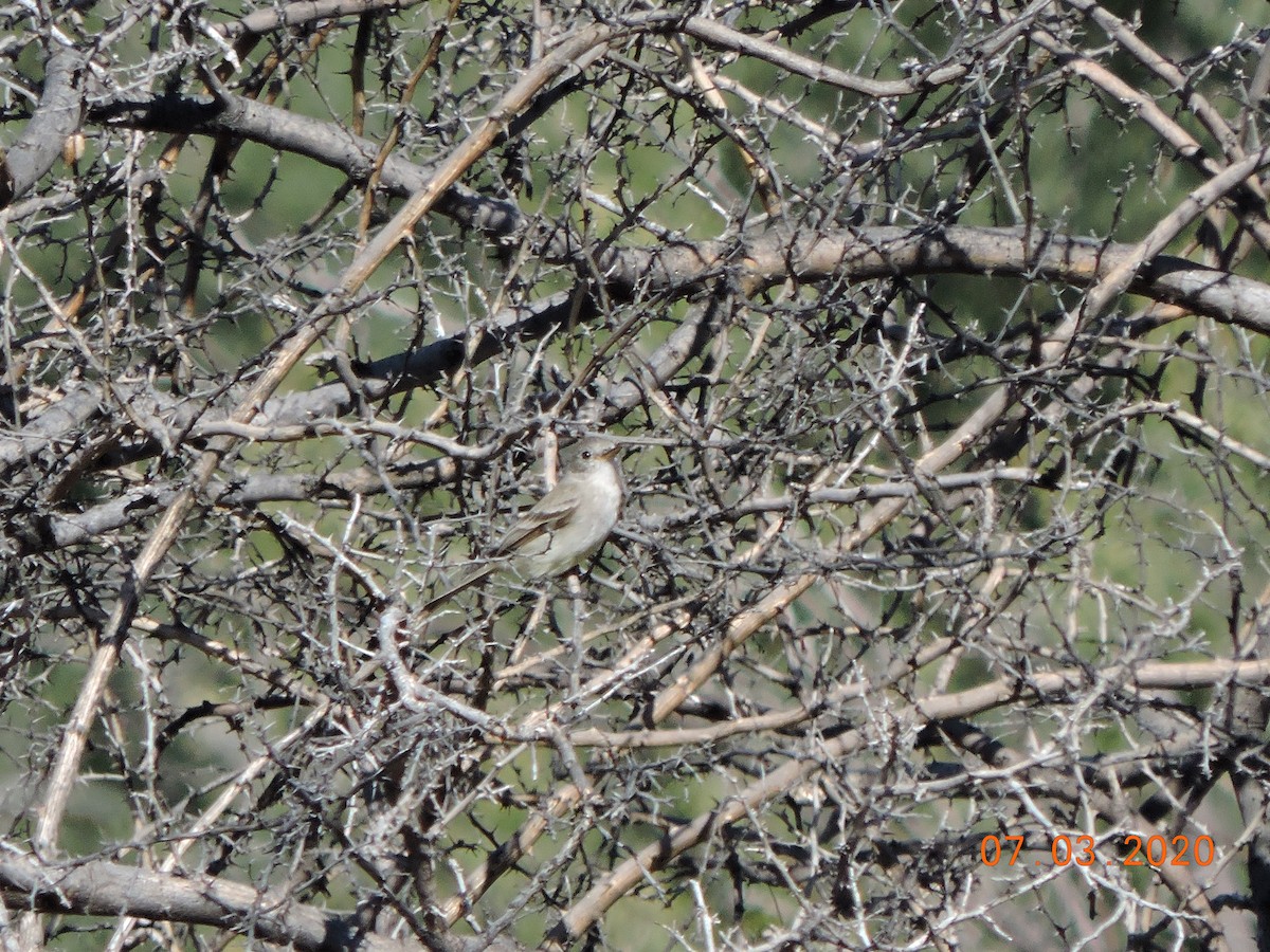 Gray Flycatcher - Alexsandre Gutiérrez