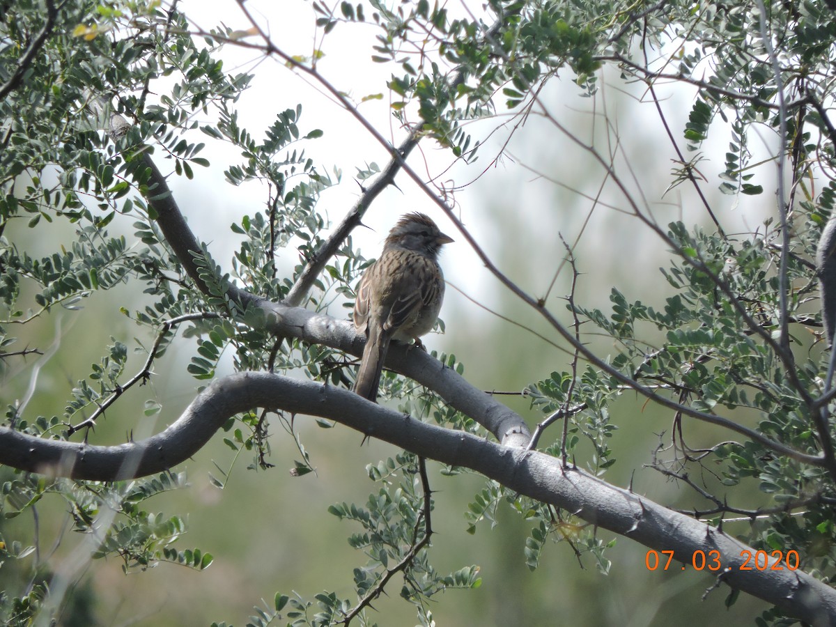 Rufous-winged Sparrow - ML214046721