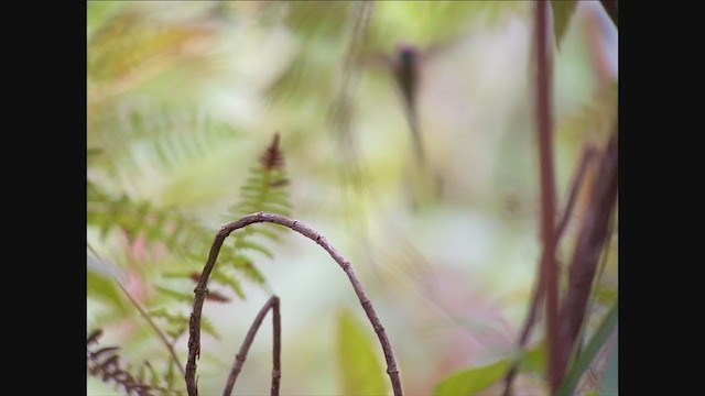 Marvelous Spatuletail - ML214046771