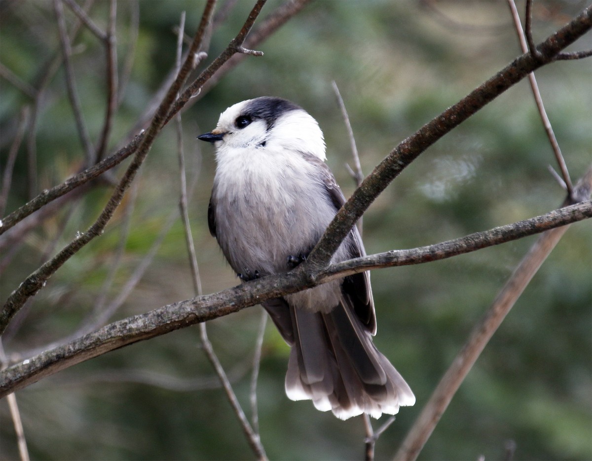 カナダカケス（canadensis グループ） - ML21404701