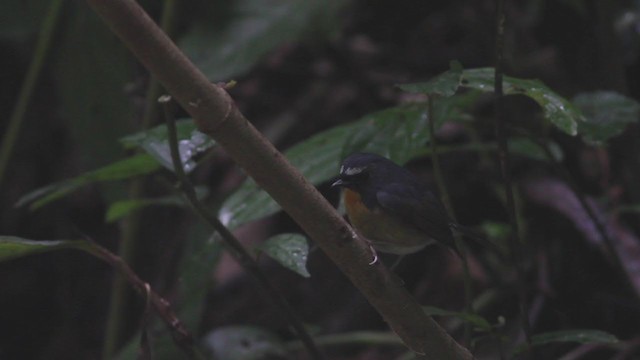 Snowy-browed Flycatcher - ML214047291