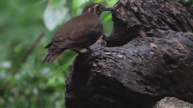 Dark-sided Thrush - ML214047401