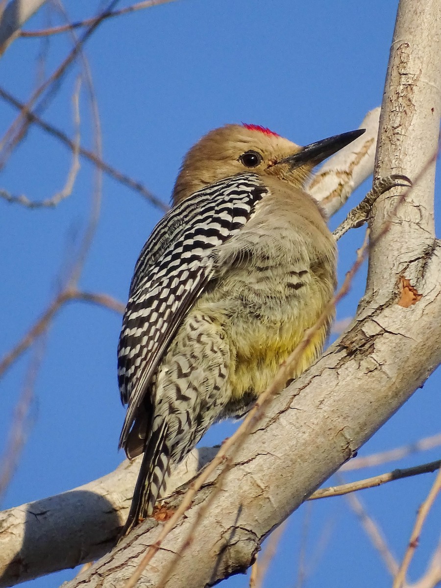 Gila Woodpecker - ML214047521