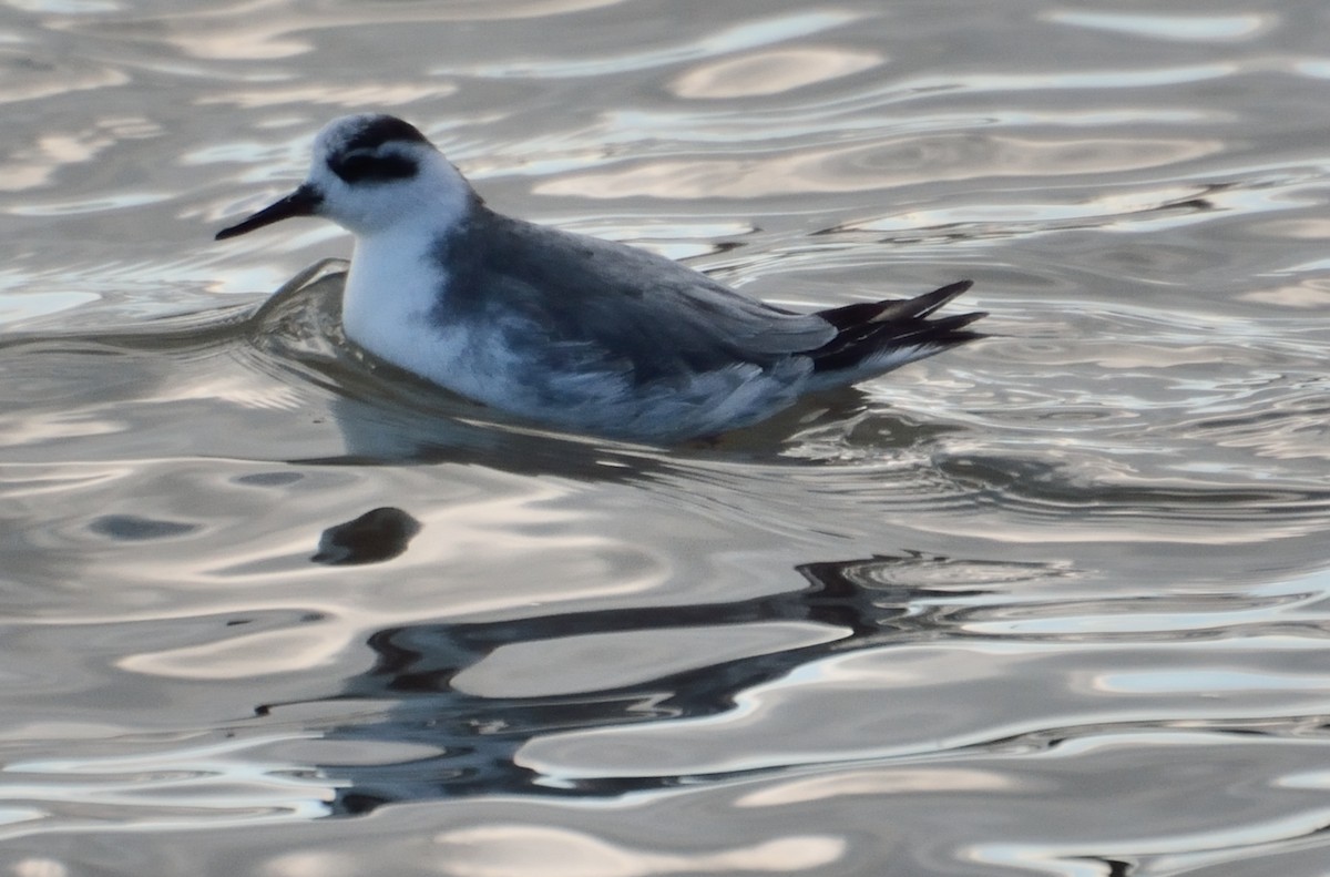 Red Phalarope - Bruce Frazier