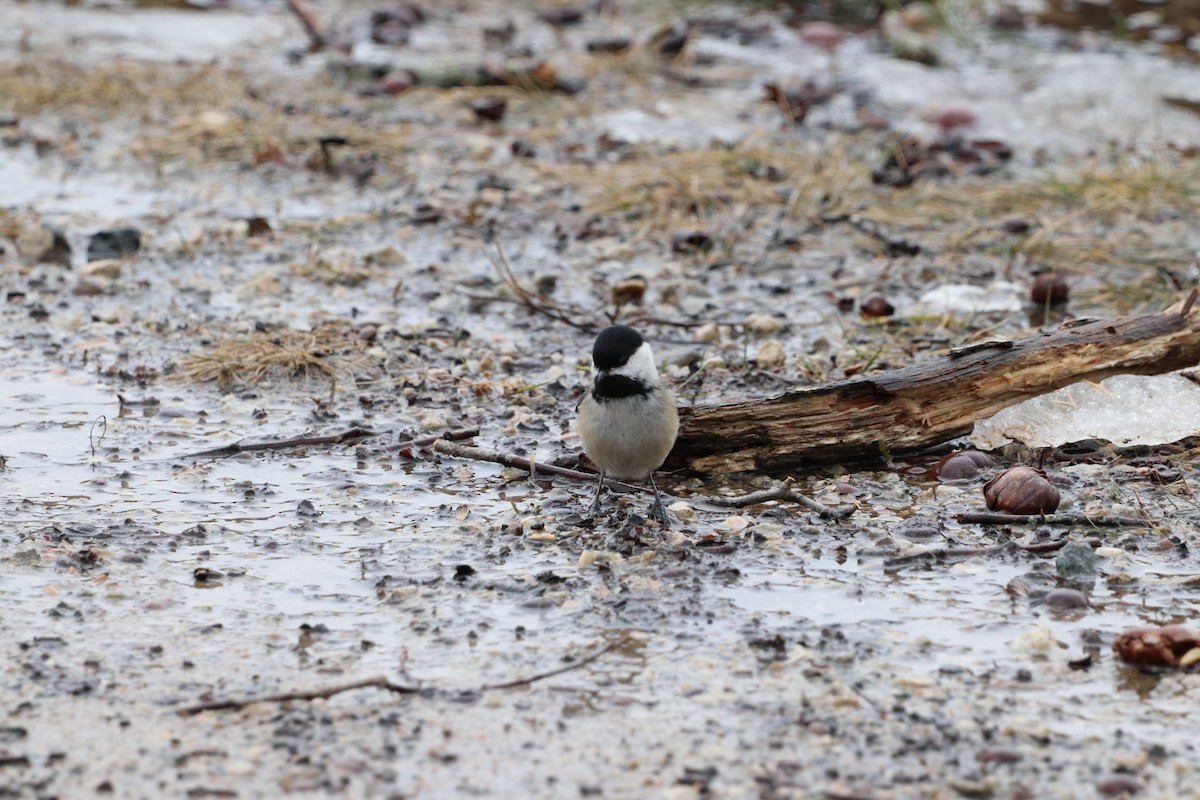 Black-capped Chickadee - ML214048351