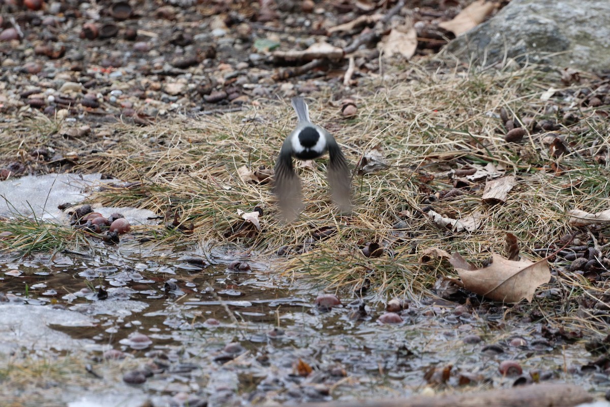 Black-capped Chickadee - ML214048361