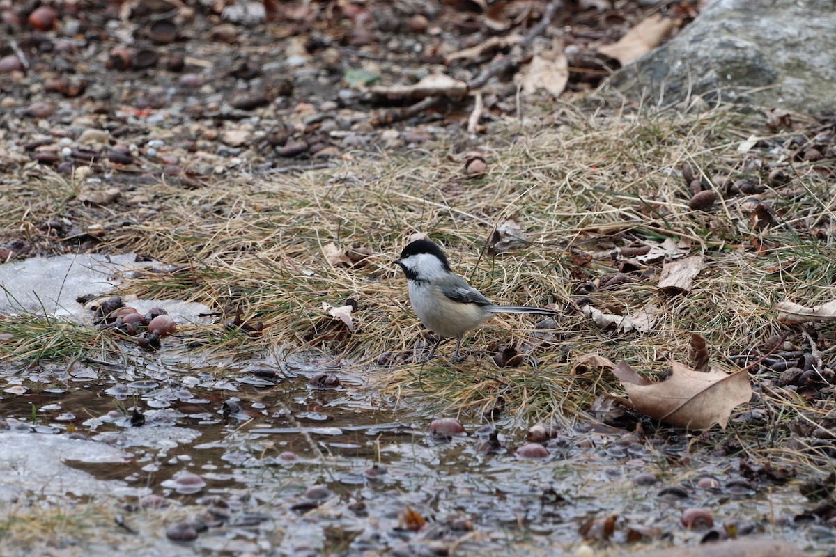 Black-capped Chickadee - ML214048411