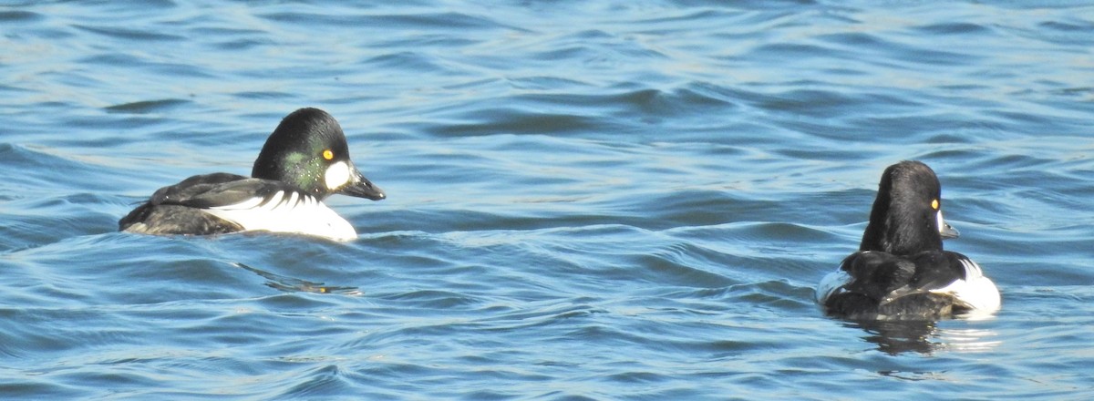 Common Goldeneye - ML21404861