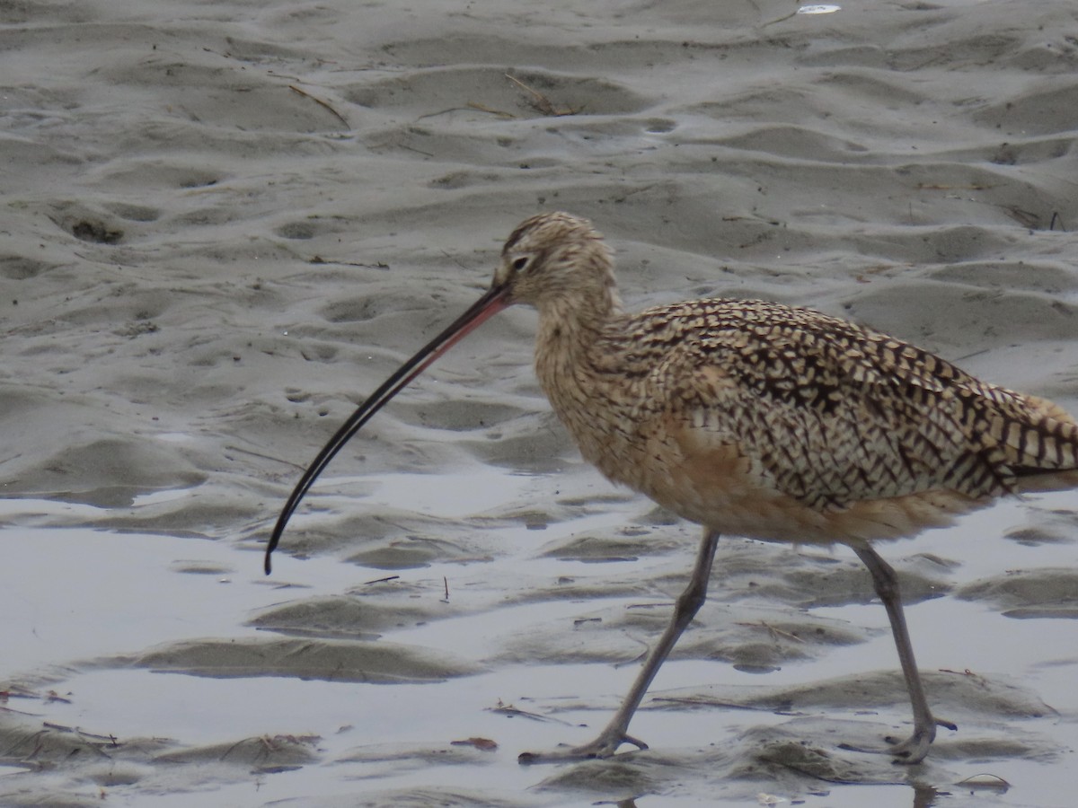 Long-billed Curlew - ML214050841