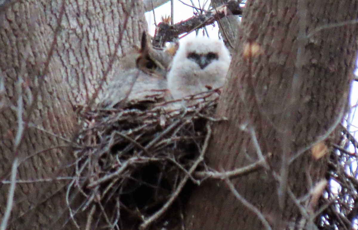 Great Horned Owl - ML214052721