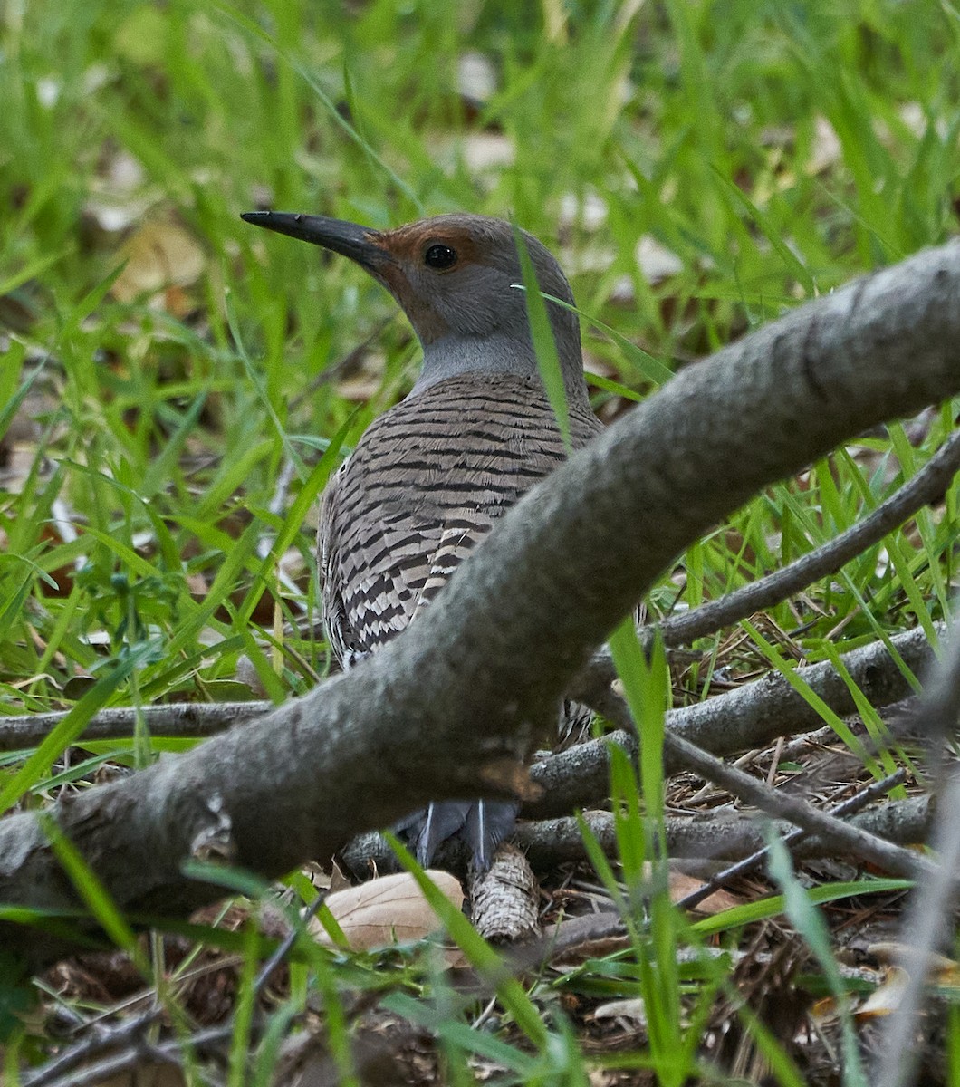 Northern Flicker (Red-shafted) - ML214054041