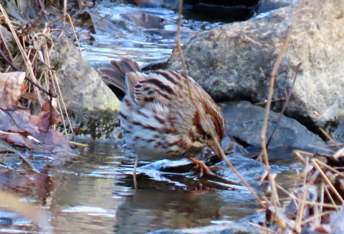 Song Sparrow - ML214054091