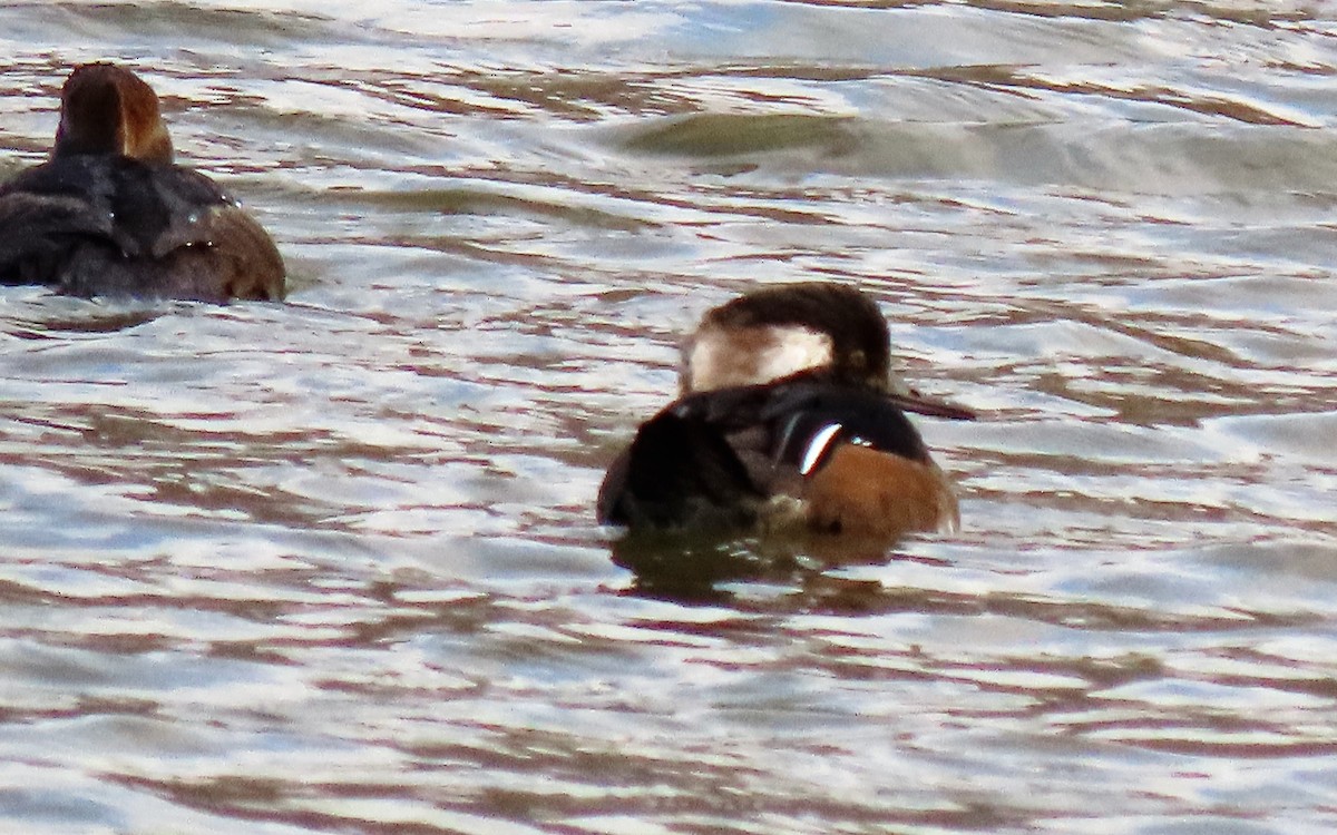 Hooded Merganser - ML214054561