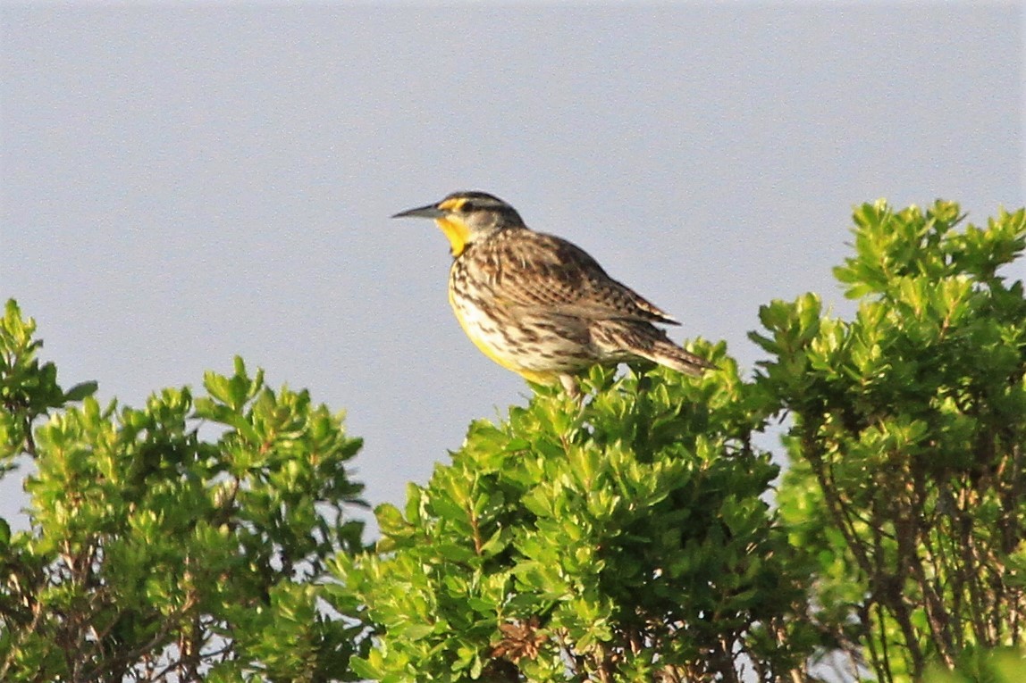 Western Meadowlark - ML214054751