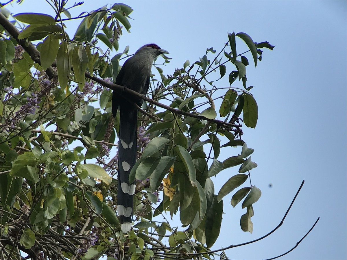 Green-billed Malkoha - ML214056841