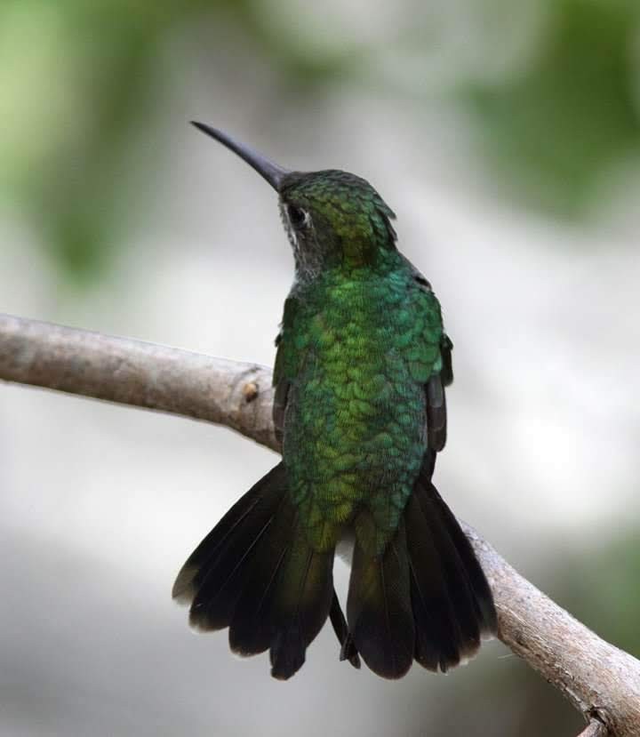 kolibřík nymfový - ML214058511