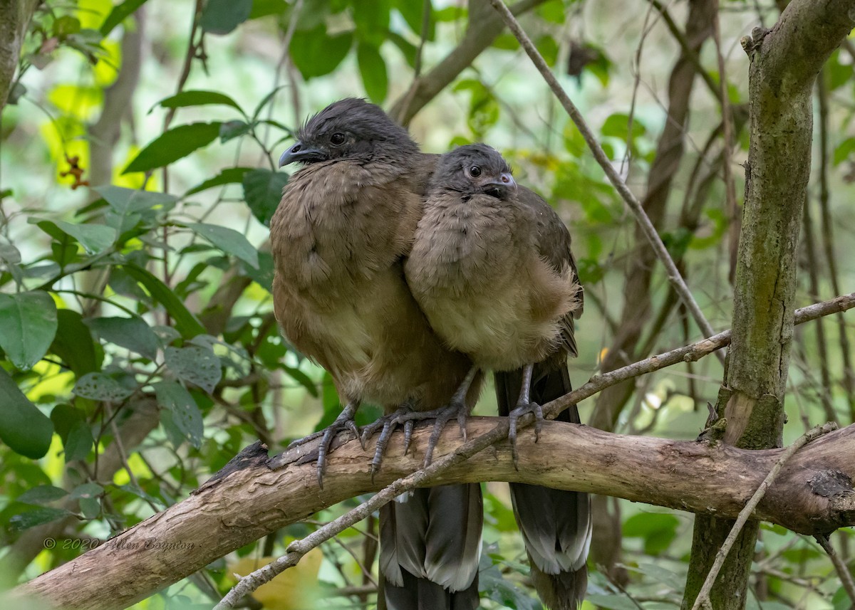 Plain Chachalaca - ML214059171