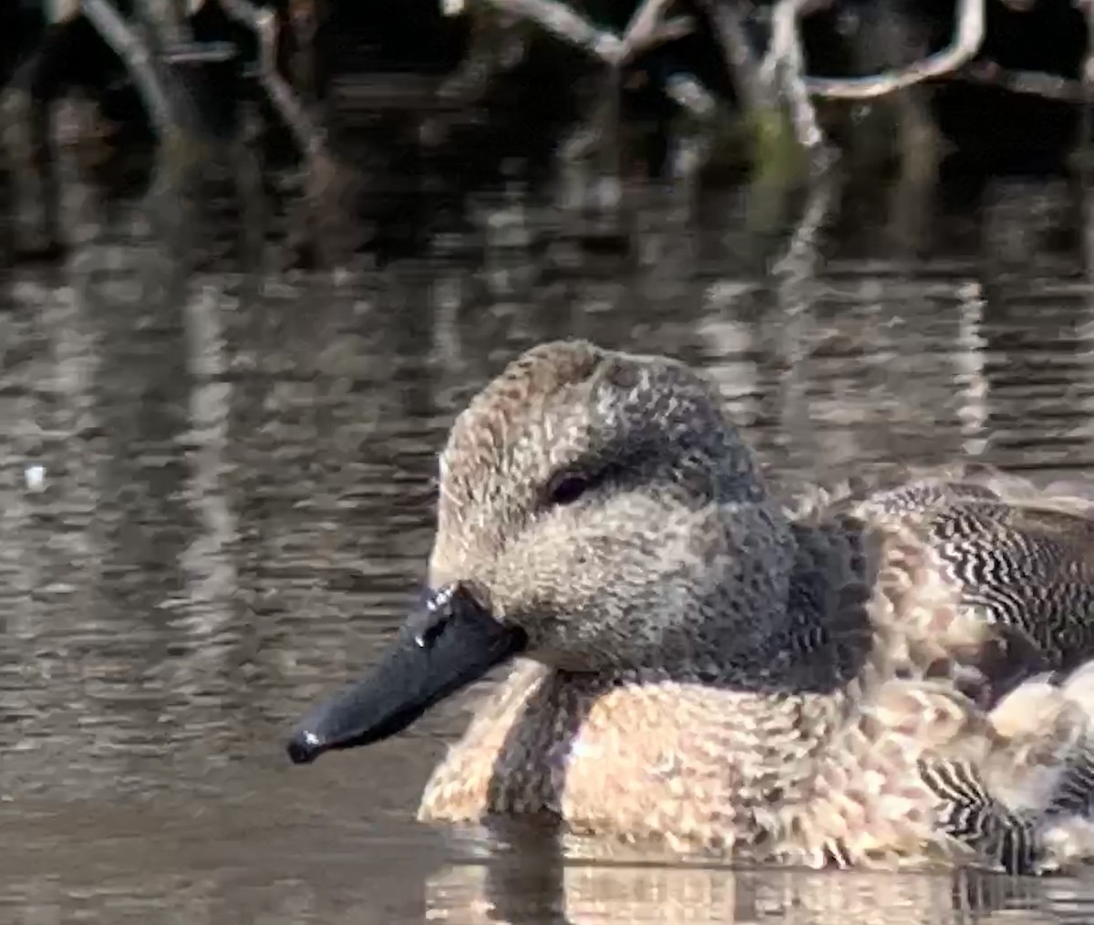 Gadwall - ML214059641