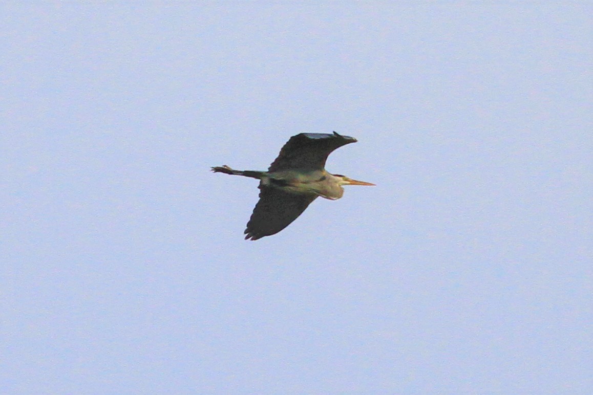 Great Blue Heron - Kent Forward