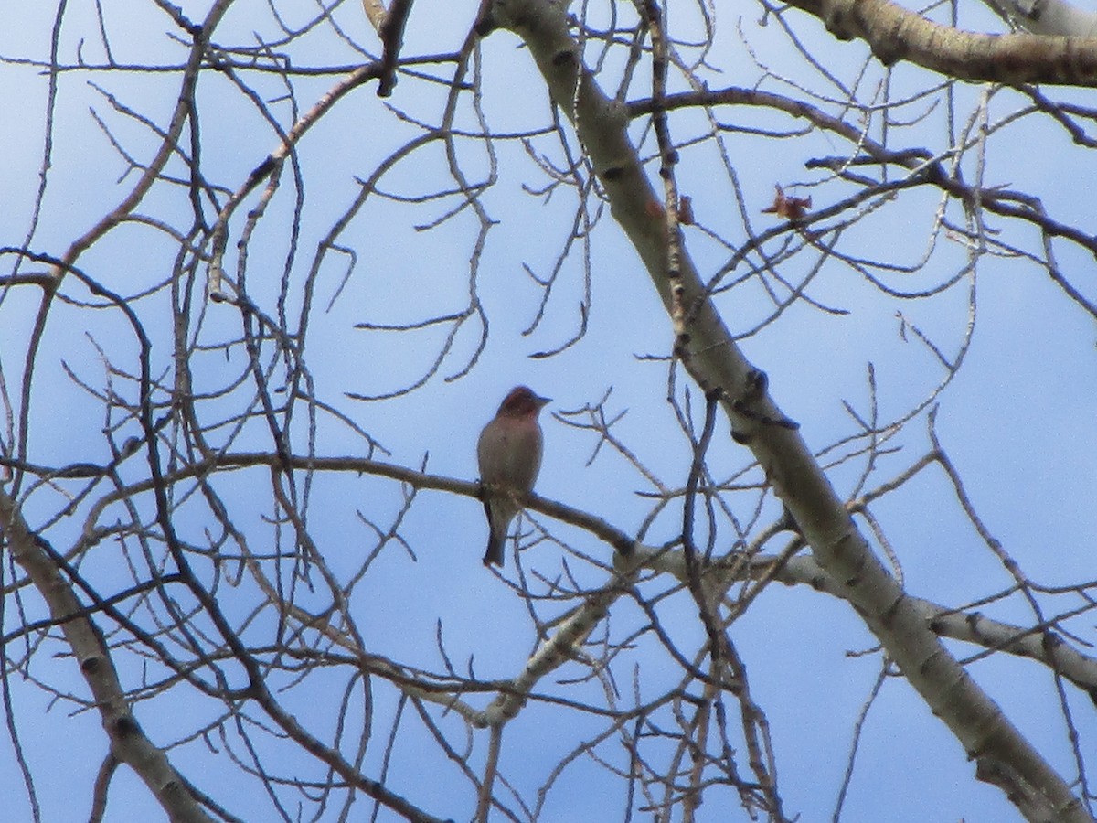 Cassin's Finch - Felice  Lyons