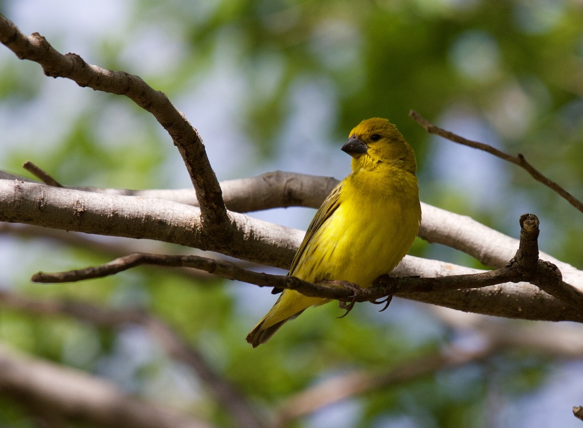 Parasitic Weaver - Matt Brady