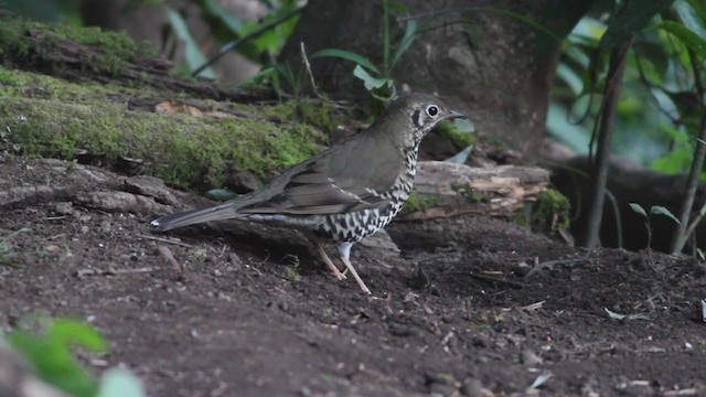 Long-tailed Thrush - ML214063621