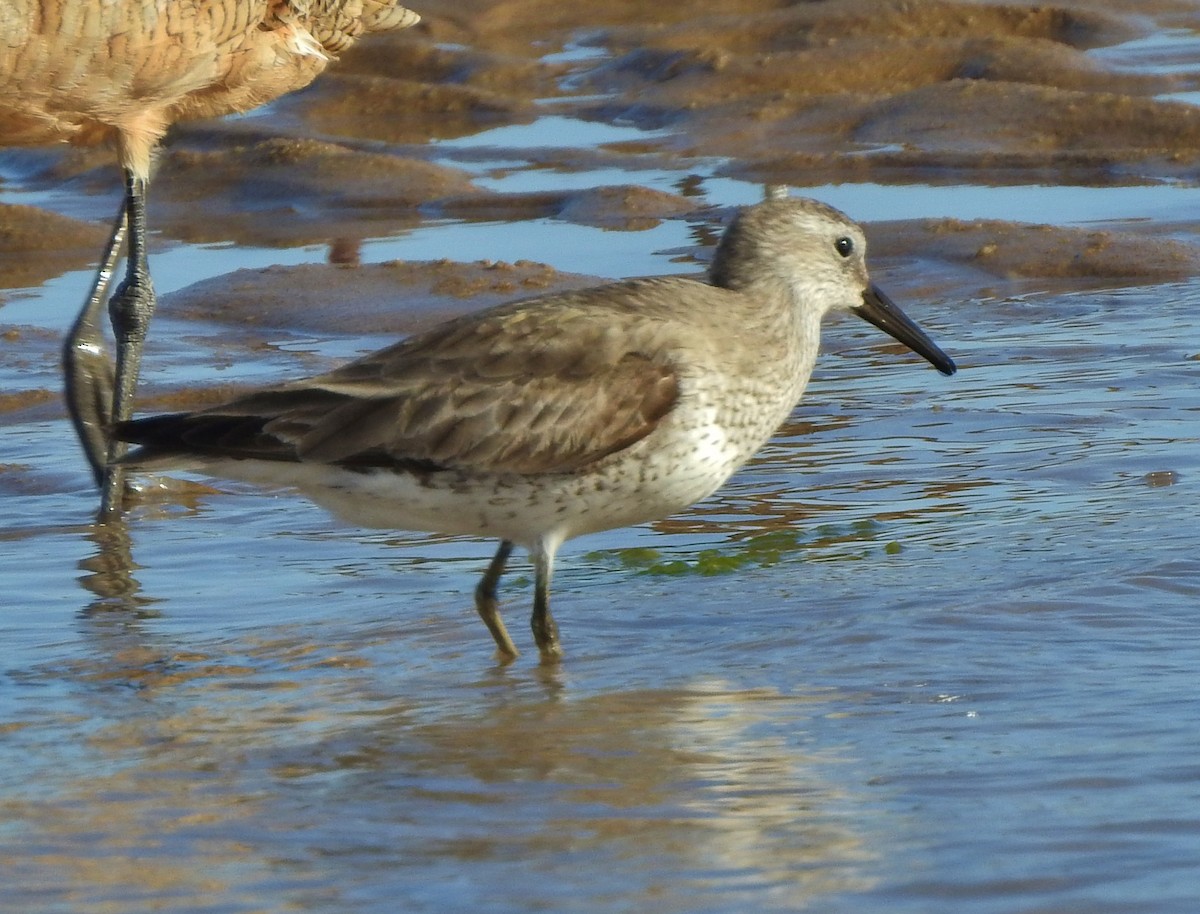 Red Knot - ML214063671