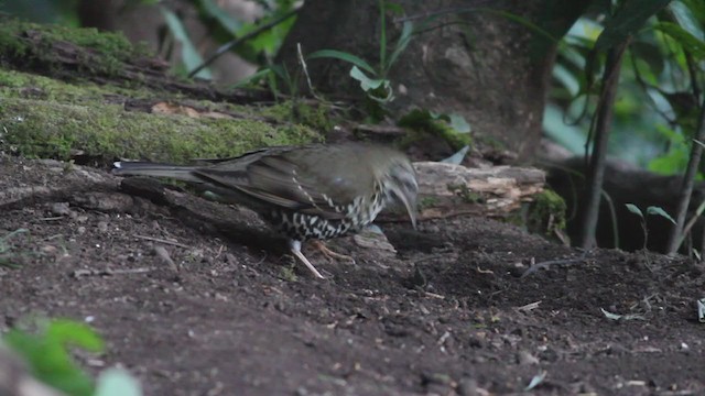 Long-tailed Thrush - ML214063711