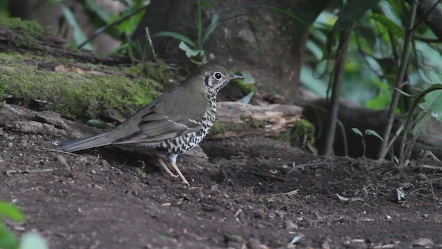 Long-tailed Thrush - ML214064961