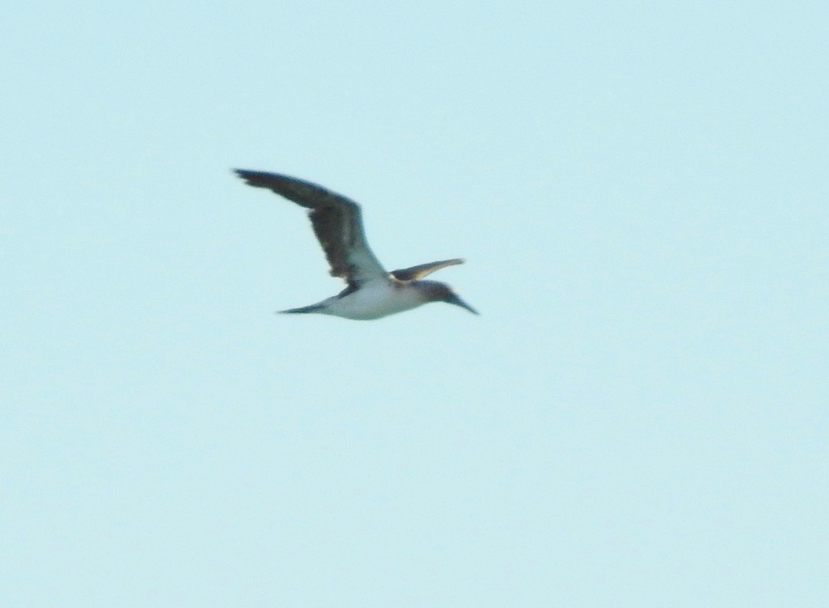 Blue-footed Booby - Kent Miller