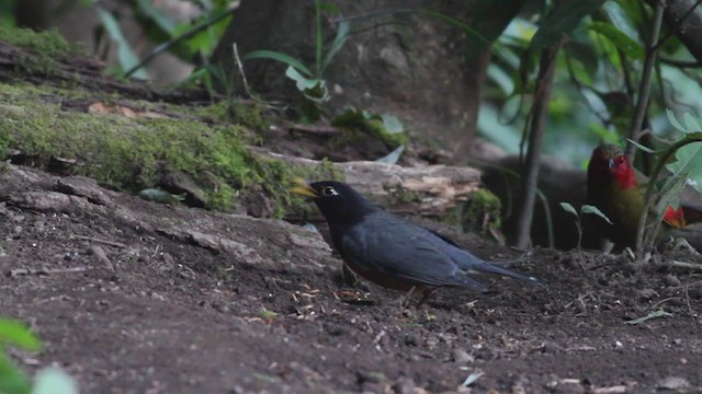 Black-breasted Thrush - ML214065371