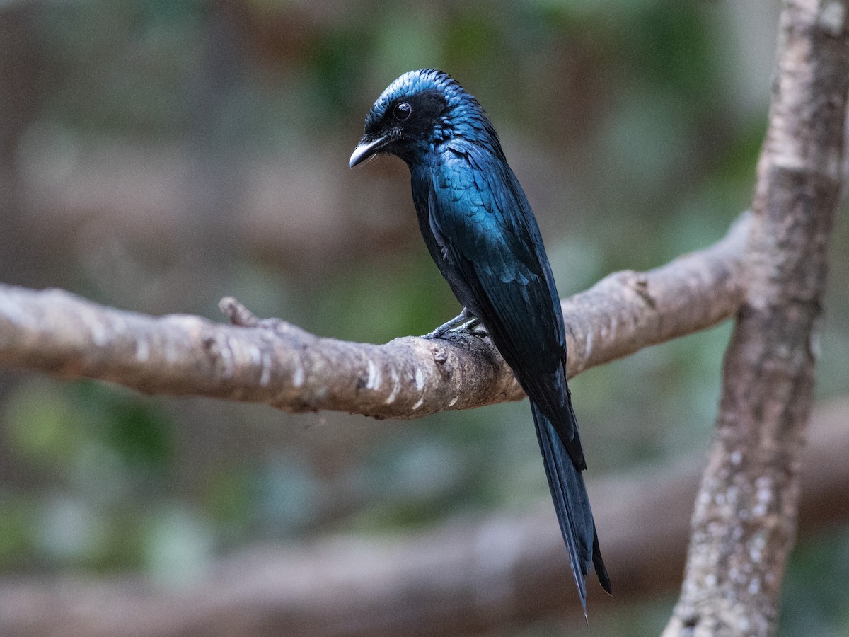 Bronzed Drongo - matthew sabatine