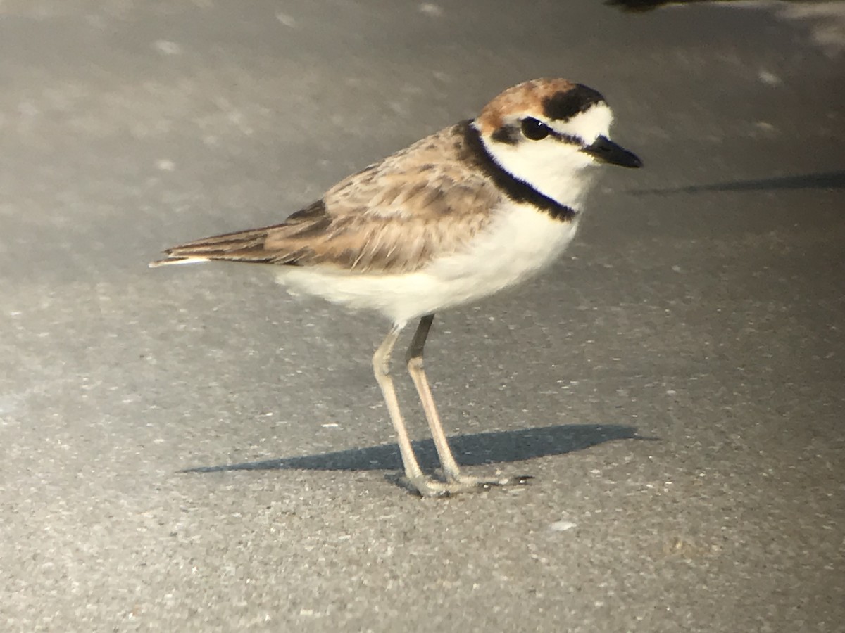 Malaysian Plover - ML214065771