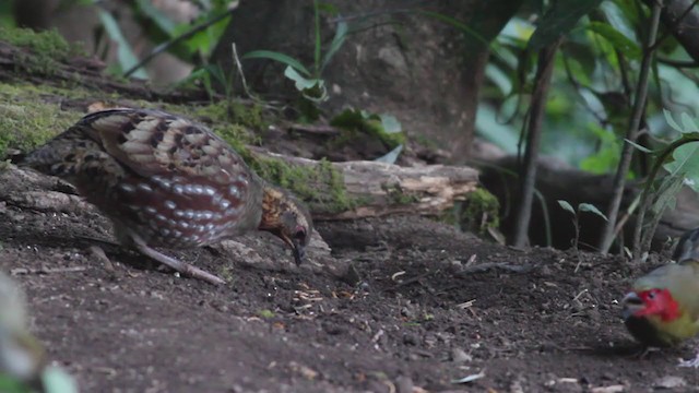 Hill Partridge - ML214066201