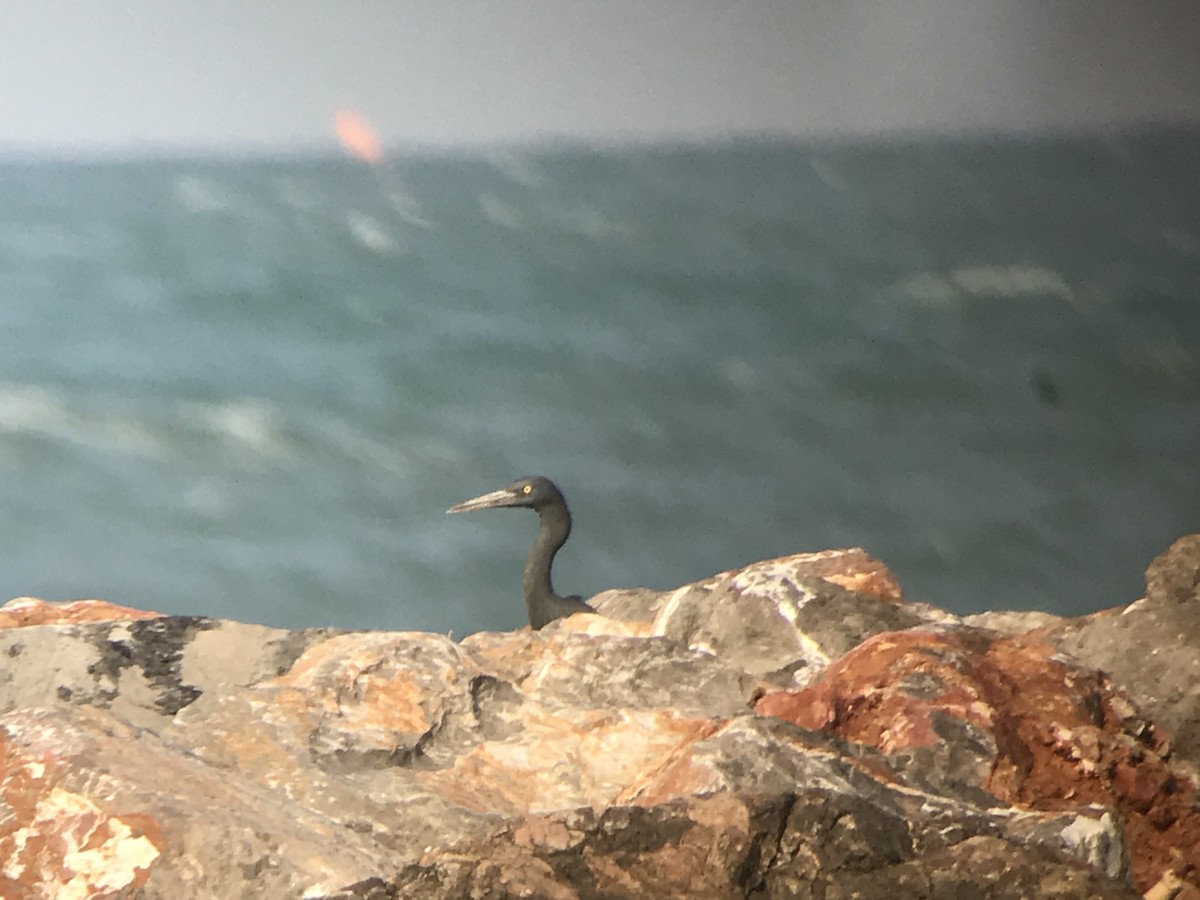 Pacific Reef-Heron - ML214067051