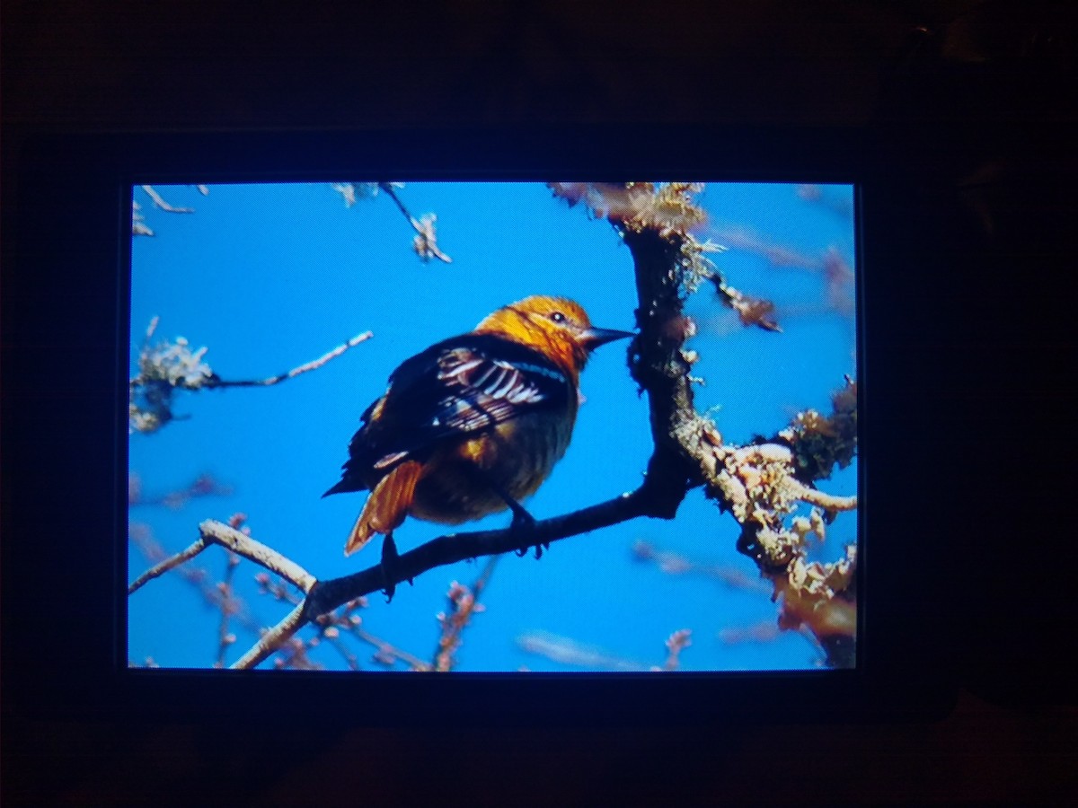 Baltimore Oriole - ML214067241