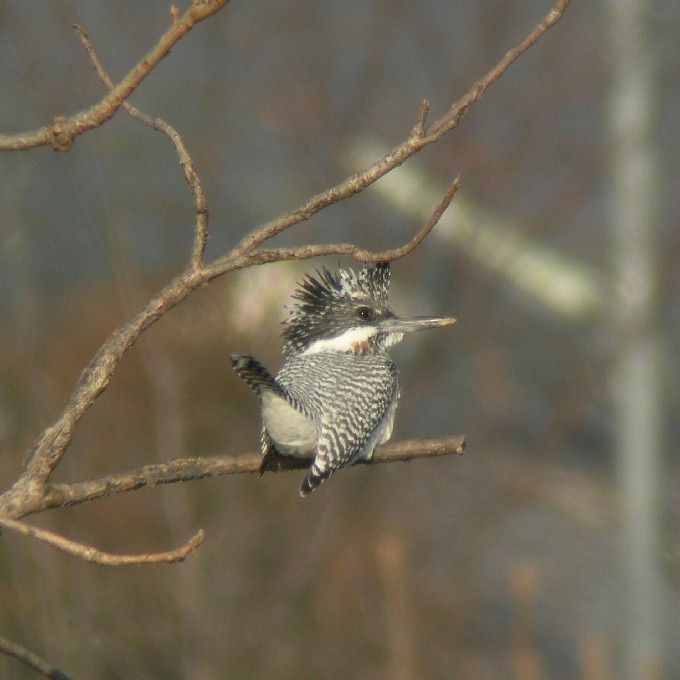 Crested Kingfisher - ML214067681