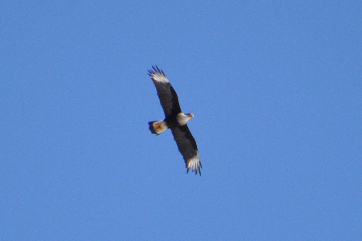 Crested Caracara (Northern) - ML214069501
