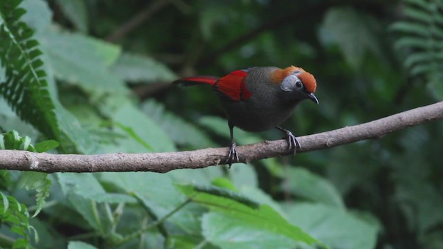Red-tailed Laughingthrush - ML214069541