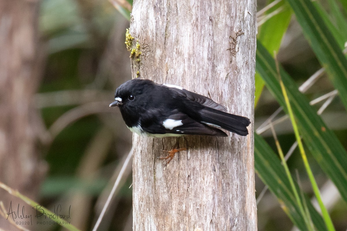 Tomtit (New Zealand) - ML214069601