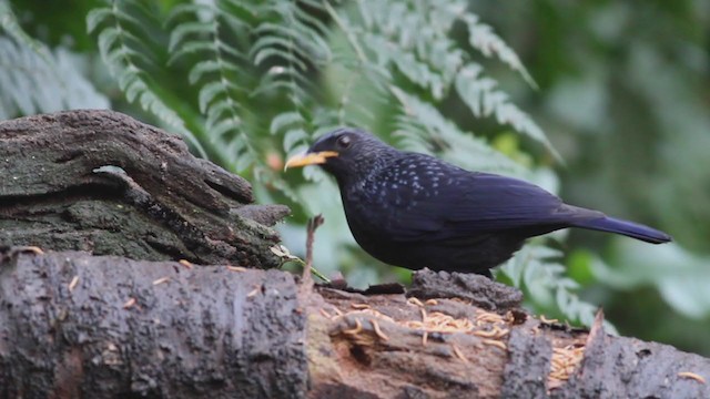 Blue Whistling-Thrush (Yellow-billed) - ML214070871